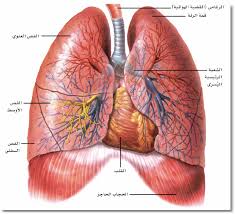 تنظيف الرئتان